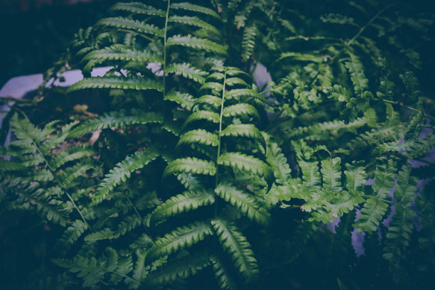 蕨类，美丽的绿色蕨类叶子。布什蕨类植物。晚上,复古风格图片下载