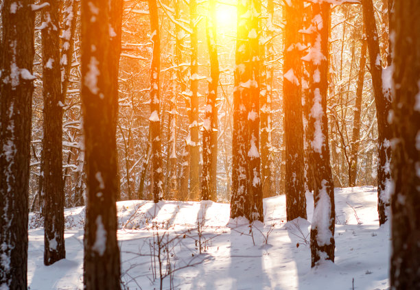 景观与冬季森林和明亮的阳光。在寒冷的雪地里日出日落。自然图片下载