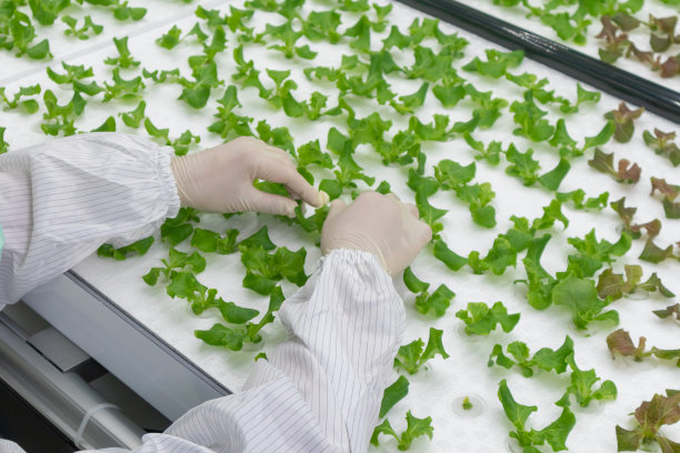 科学家穿着白色干净的衣服，在实验室里种植水培植物图片下载