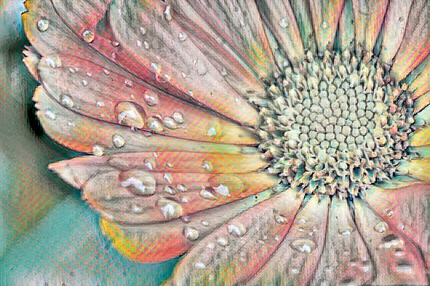 橙色万寿菊花瓣的特写图片下载