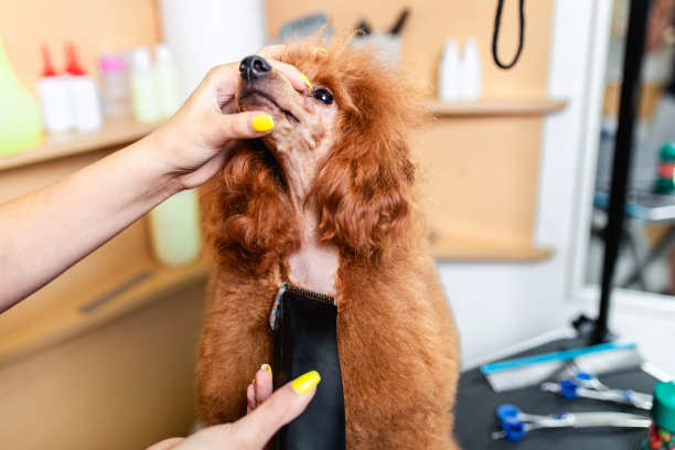 贵宾犬美容素材图片