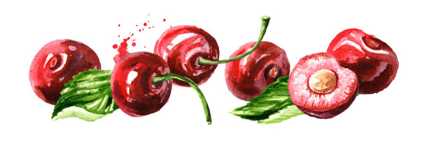 新鲜成熟的樱桃水平组成。水彩手绘插图，孤立的白色背景图片下载