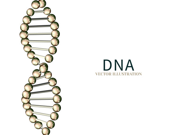 在白色背景上分离的DNA链。科学分子抽象概念。现实的矢量图图片下载