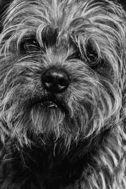 边境猎犬肖像近距离图片下载