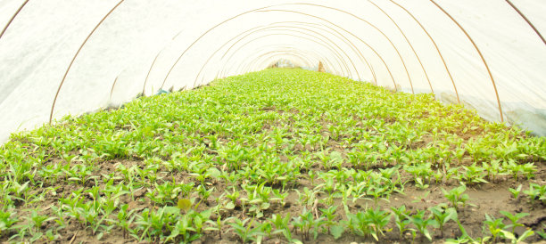 青椒幼苗生长在温室的塑料薄膜下。有机蔬菜。农业。农业农田。有选择性的重点图片下载