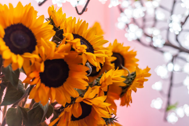 派对之夜具有模糊霓虹灯背景的向日葵图片下载