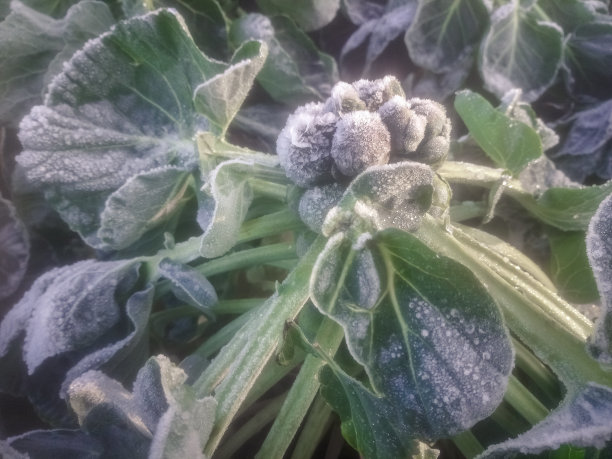 在冬天，抱子甘蓝上覆盖着白霜。图片下载