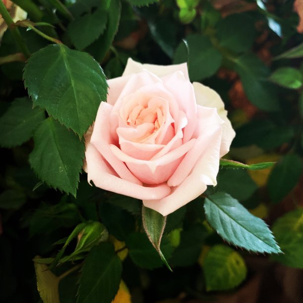 鲜艳的玫瑰图片下载