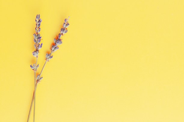 淡紫色的花排列在明亮的黄色背景上。俯视图，平放。最小的概念。干花花卉成分。柔和的颜色。图片下载