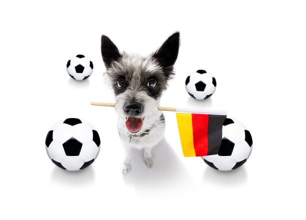 足球足球狗图片下载