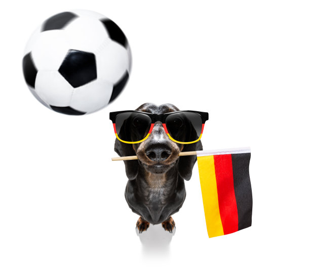 足球足球狗图片下载