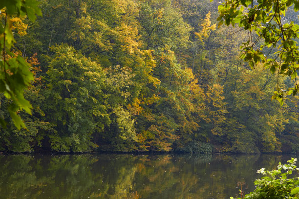 绿色的森林和河流。森林湖。这条河在树林中流过。美丽的自然景色。绿色森林景观照片。森林自然在一个晴朗的日子。德国美丽的自然风光。图片下载