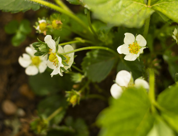 花园里草莓花丛中的草莓花图片下载