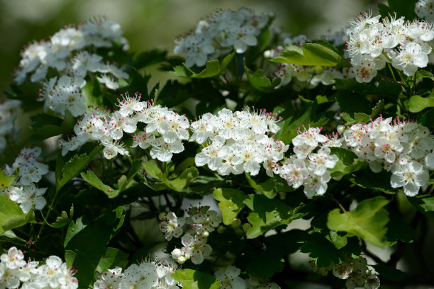 美丽的白色山楂花在一个阳光明媚的日子近距离图片下载