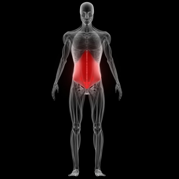 人体肌肉解剖图片下载