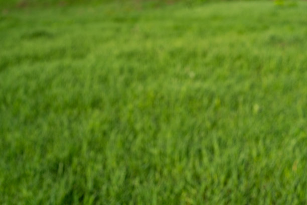 绿色草地自然背景纹理图片下载