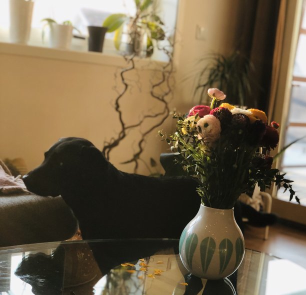 狗和花图片下载