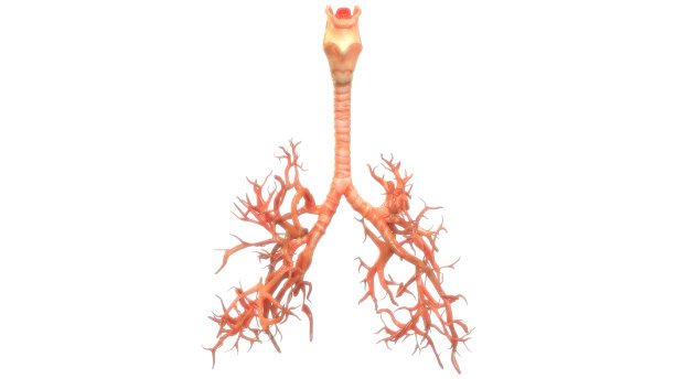 人体呼吸系统及肺解剖学图片下载
