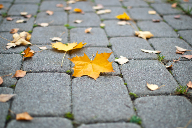 秋天灰色路面上的黄色枫叶图片下载