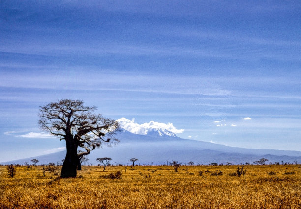 乞力马扎罗山和巴布树1971年全球变暖之前。图片下载