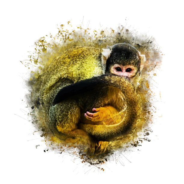 松鼠猴图片下载