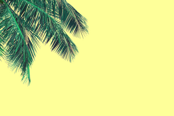 你好夏季花卉与热带绿叶概念。椰子叶孤立在黄色背景，与修剪路径。可以用来显示或输入文本和蒙太奇任何你。图片下载