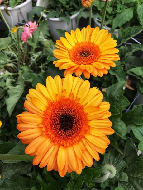 桔黄色非洲菊生长背景图片下载