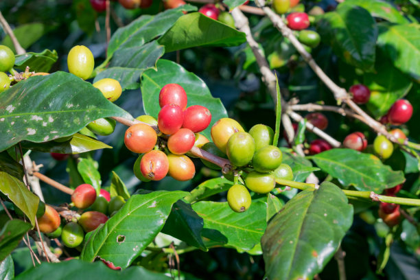 成熟的咖啡树，咖啡豆，咖啡农场，摩卡和卡蒂莫咖啡树图片下载