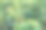 成熟的咖啡树，咖啡豆，咖啡农场，摩卡和卡蒂莫咖啡树图片下载