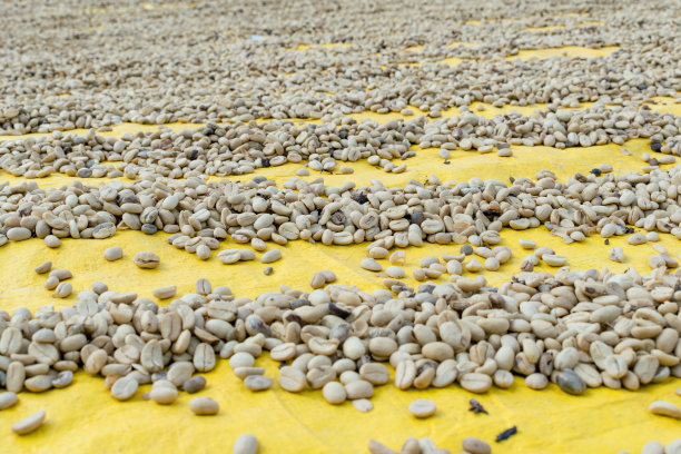 成熟的咖啡树，咖啡豆，咖啡农场，摩卡和卡蒂莫咖啡树图片下载