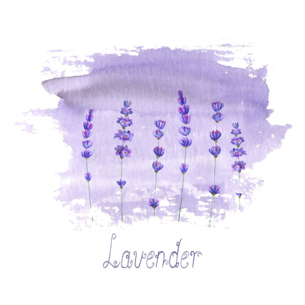 在白色背景上孤立的紫色染色上的薰衣草田图案。水彩手绘花。图片下载