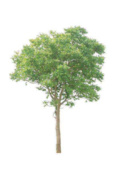 树美丽的绿叶和树枝孤立在白色的背景上剪出与剪切路径。图片下载