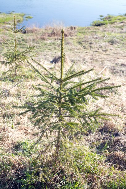 春天岸边的小圣诞树图片下载
