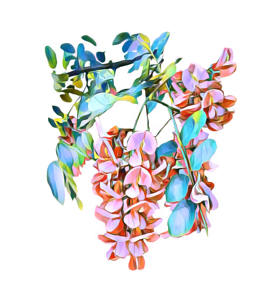 相思的花朵。水彩的形象。模板。图片下载