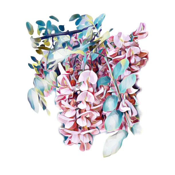 相思的花朵。水彩的形象。模板。图片下载