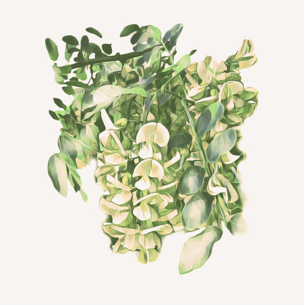 相思的花朵。水彩的形象。模板。图片下载