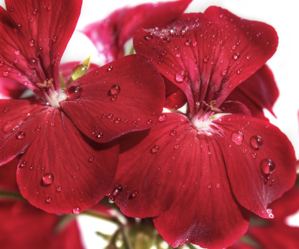 花红天竺葵近。家红色天竺葵在白色的背景与水滴。宏。图片下载
