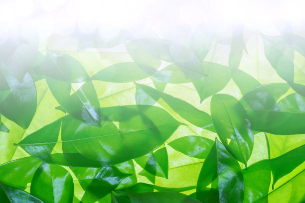 绿色叶子的图案背景和闪光与复制空间，自然背景，抽象背景图片下载