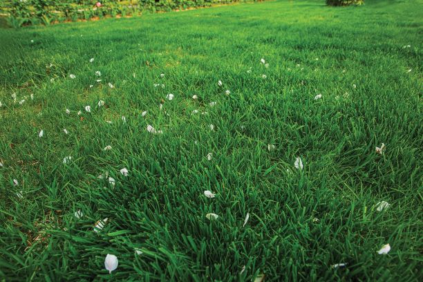 私家花园前院美景。绿色的草坪图片下载