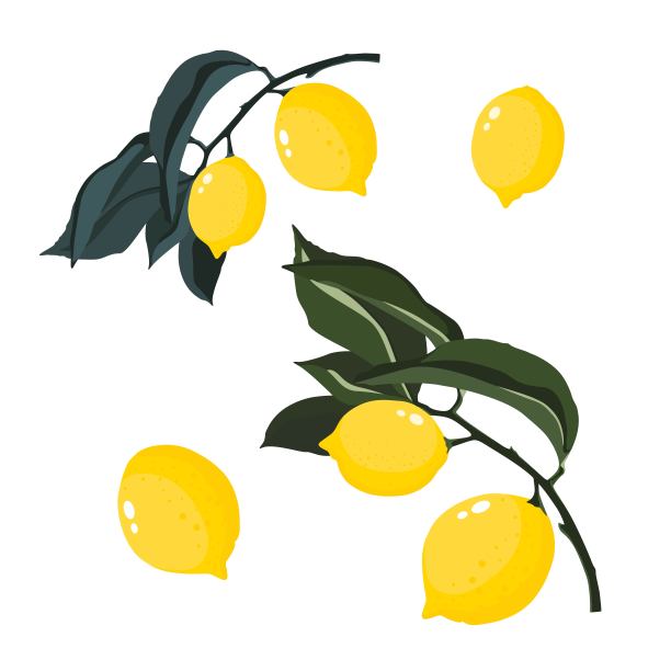 彩色手绘柠檬树枝。图片下载
