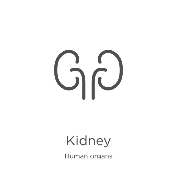 肾脏图标向量从人体器官收集。细线肾轮廓图标矢量插图。肾脏轮廓，细线图标，用于网站设计和手机，应用程序开发。图片下载