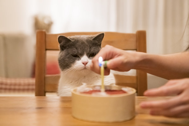 英国短毛猫坐在椅子上看着桌子上的蛋糕图片下载