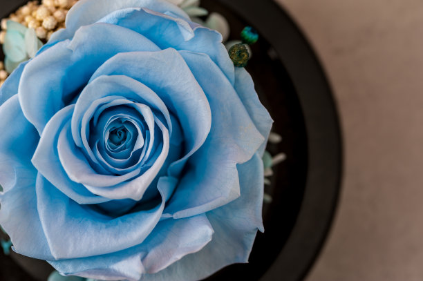 黄色背景上的蓝色玫瑰的特写图片下载