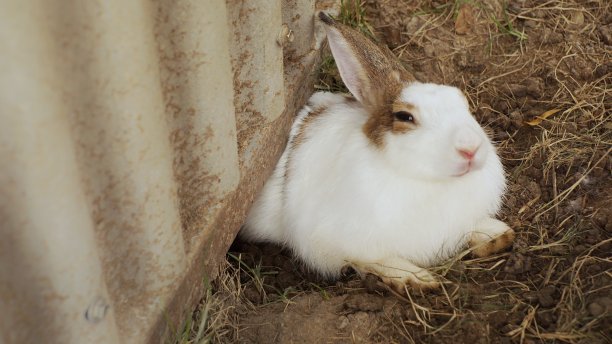 一只兔子躲在货舱里图片下载