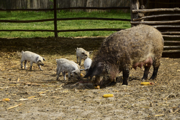 本地的家猪叫芒种猪和小猪图片下载