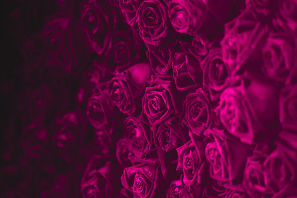 深粉色玫瑰黑色的暗空间为背景。图片下载
