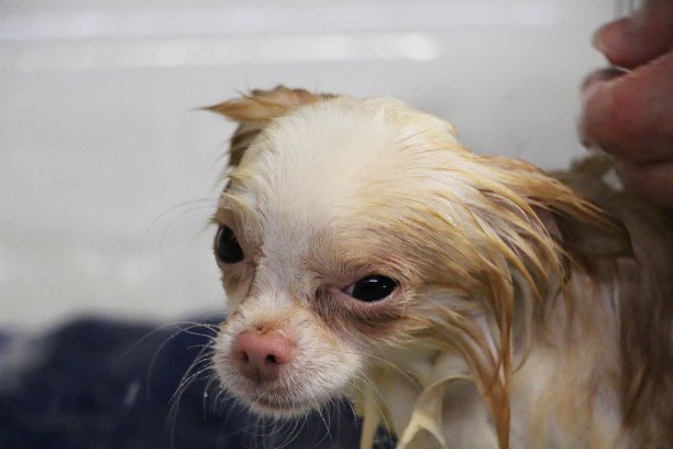 有趣的湿吉娃娃正在洗澡图片下载