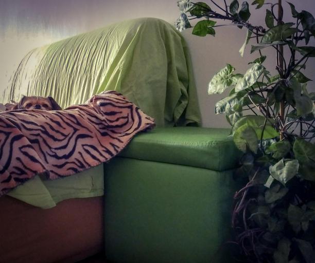 间谍的狗图片下载