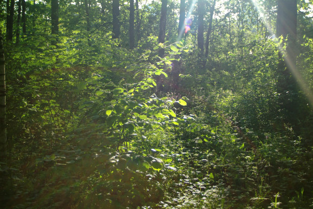 明媚的阳光在春天的森林里图片下载