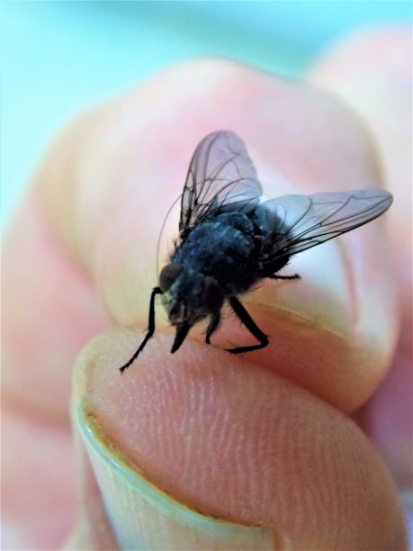 皇家免费照片-谁抓住了苍蝇-极端接近常见的家蝇被抱在一个人的手指-虫子-单捕获的家蝇-抓住他!- House Fly将嗡嗡我不再使用快速反应和我抓住了这只苍蝇图片下载